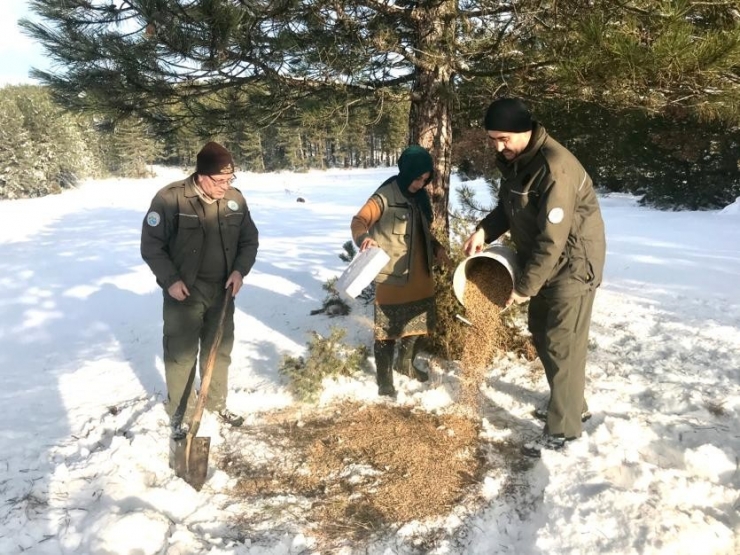 Yaban Hayvanlarına Yem Bırakıldı
