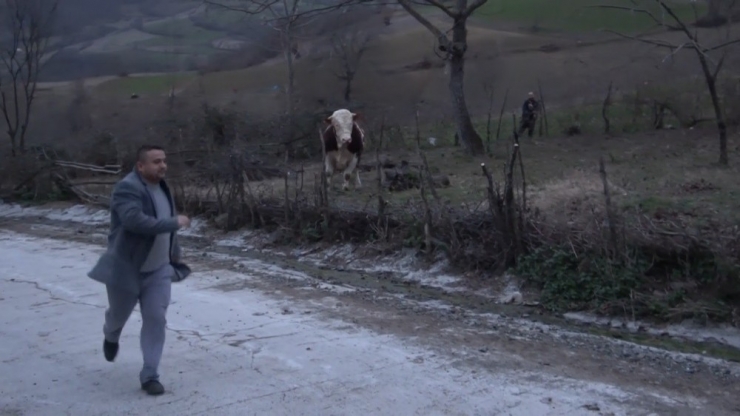 Samsun’da Aksiyon Filmlerini Aratmayacak Boğa Kovalaması