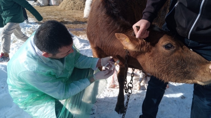 Uzmanlardan Hayvan Sahiplerine Önemli Uyarı