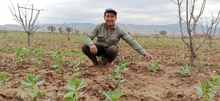 Ödemiş’te Bakla Mevsimi Yaklaşıyor