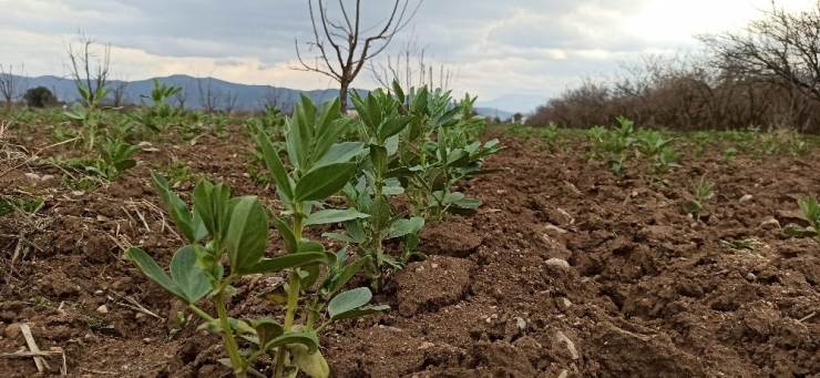 Ödemiş’te Bakla Mevsimi Yaklaşıyor