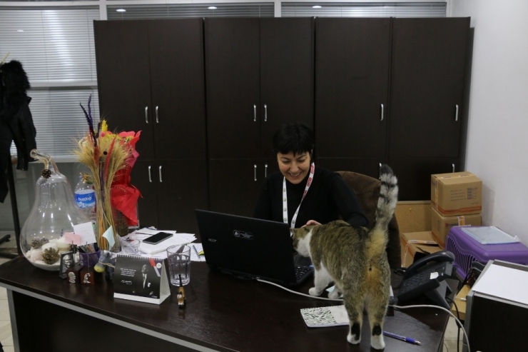 Soğuktan Etkilenen Kedilere Bolu Belediyesi Kapılarını Açtı