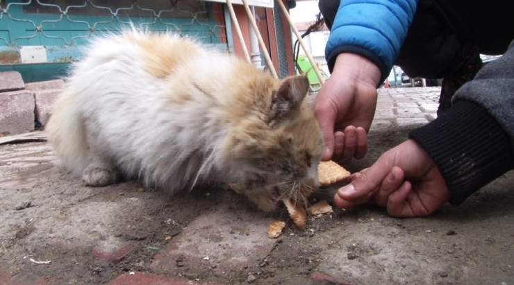 Depremin Çocukları Sokak Hayvanlarını Unutmuyor