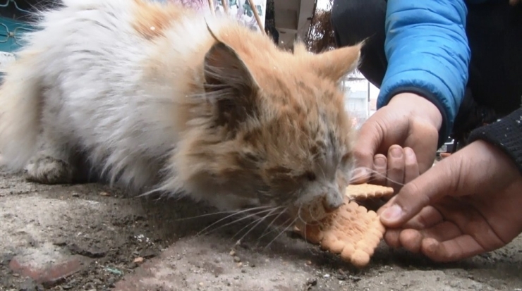 Depremin Çocukları Sokak Hayvanlarını Unutmuyor