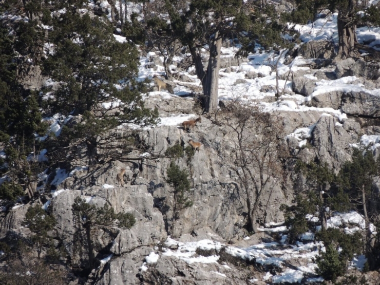 Dik Yamaçta Kurt Ve Yaban Keçisi Kardeşliği