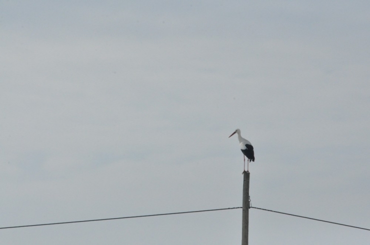 Göç Edemeyen Leylekler Kars’ta Kaldı
