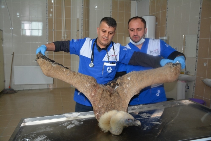 Zehirlenen Kızıl Akbaba Tedavi Altına Alındı