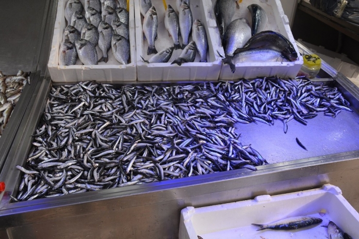 Karadeniz’de Balıkçıların Yüzünü Hamsi Güldürdü