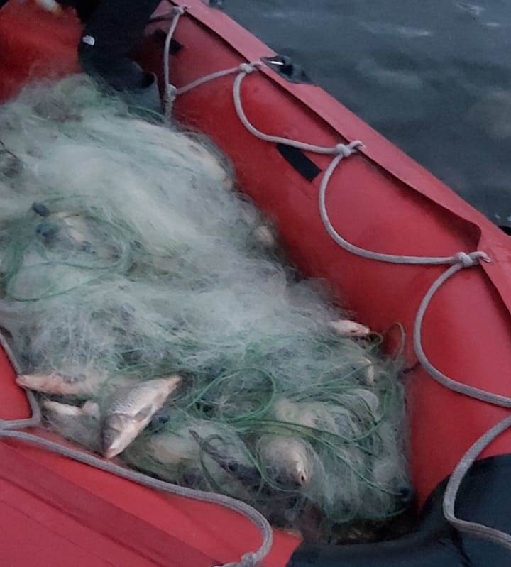 Kaçak Avcıların Ağına Takılan 300 Balık Kurtarılarak Suya Salındı