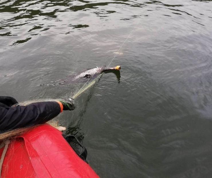 Kaçak Avcıların Ağına Takılan 300 Balık Kurtarılarak Suya Salındı