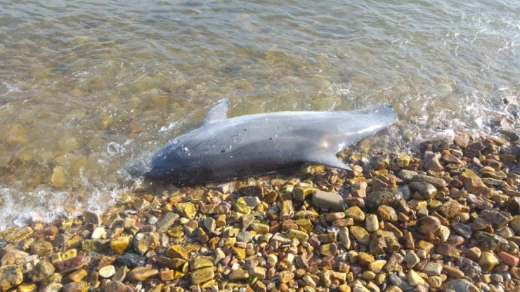 Kuyruğu Kesilmiş Haldeki Ölü Yunus Sahile Vurdu