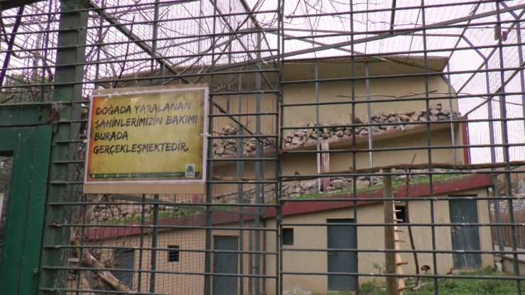 Doğada Yaralanan ’Şahinler’ Hayvanat Bahçesinde İyileşiyor