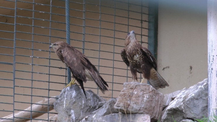 Doğada Yaralanan ’Şahinler’ Hayvanat Bahçesinde İyileşiyor