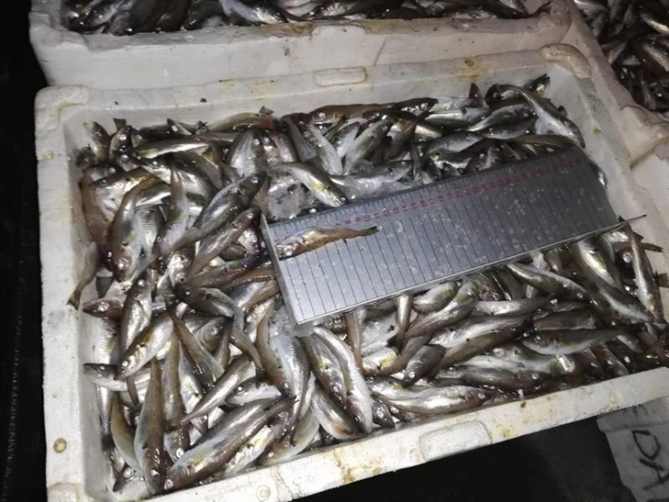 Ordu’da Su Ürünlerine Sıkı Denetim