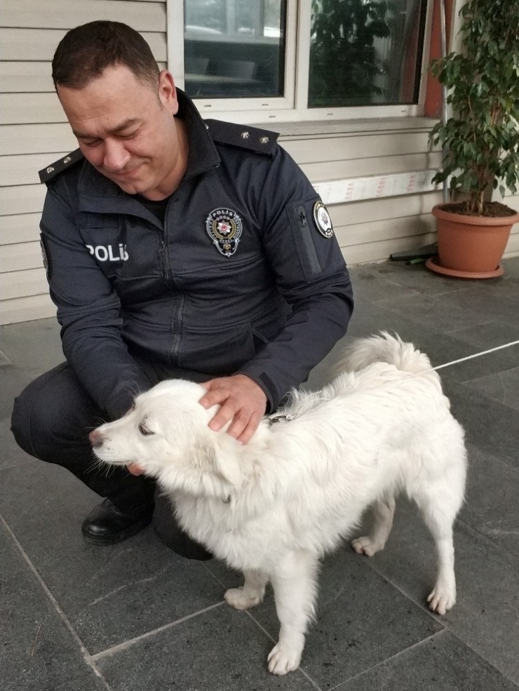 Kaybolan Köpeğe Polis Şefkati