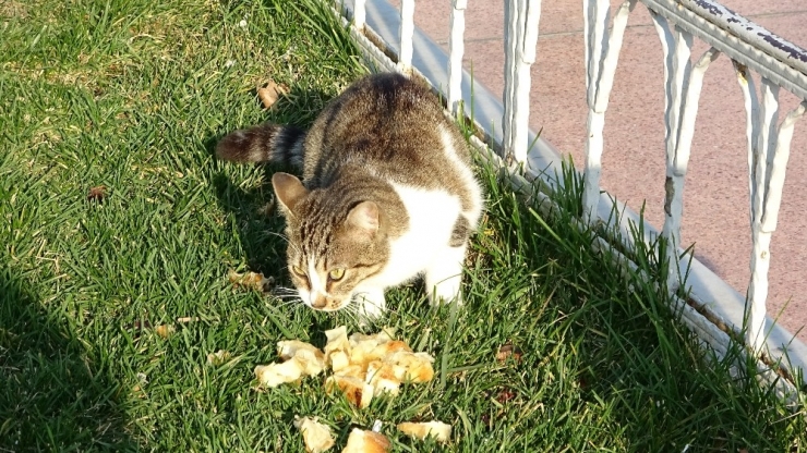 Taksim Meydanı’nda Davetsiz Misafir
