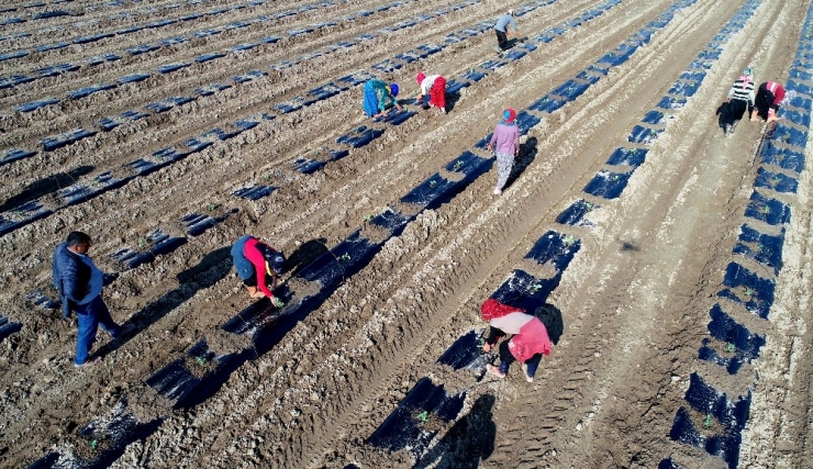 Yılın İlk Karpuz Fideleri Ekildi