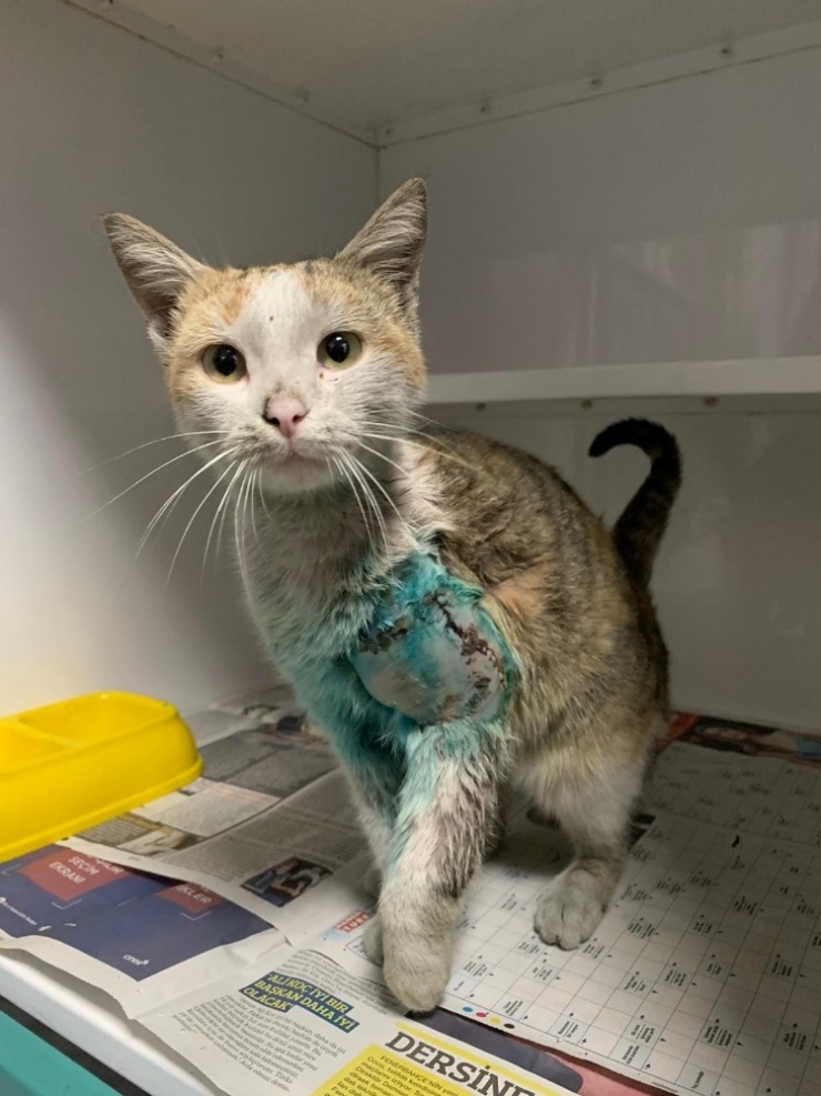 Ayağı Kırık Kediye Sahip Çıktılar