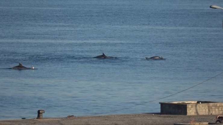 Çanakkale Boğazı’nda Yunus Şovu