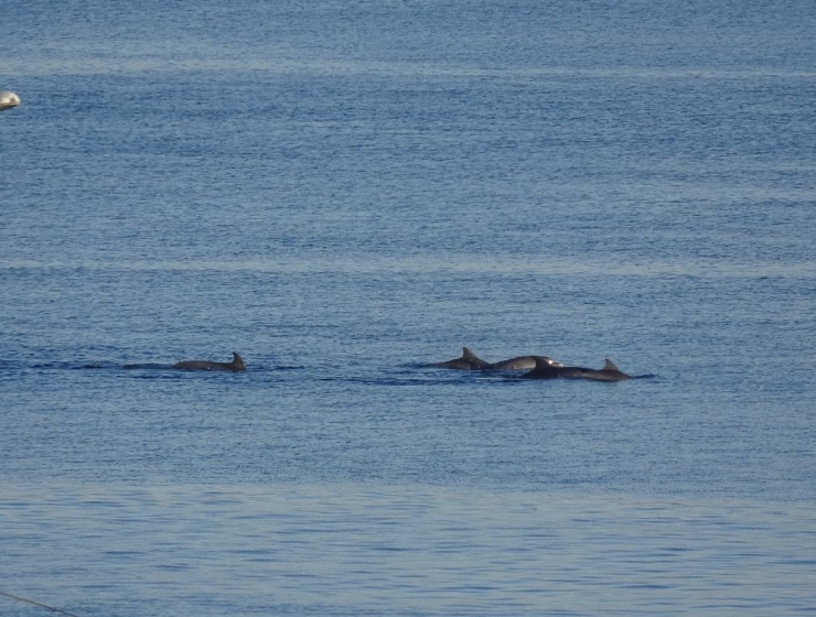 Çanakkale Boğazı’nda Yunus Şovu