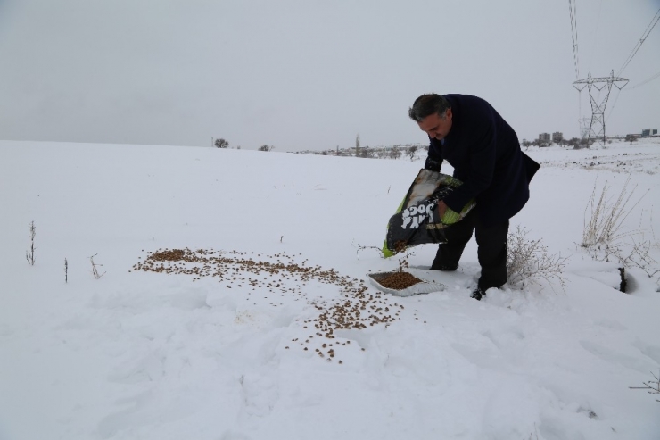 Başkan Cabbar, Hayvanlar İçin Doğaya Yiyecek Bıraktı