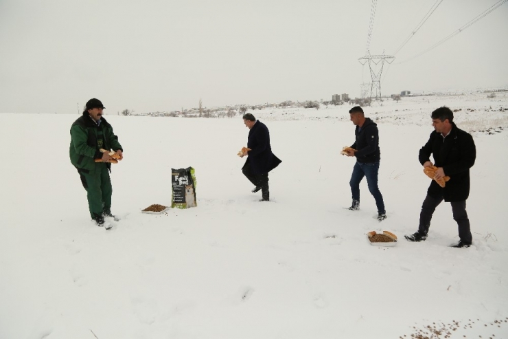 Başkan Cabbar, Hayvanlar İçin Doğaya Yiyecek Bıraktı