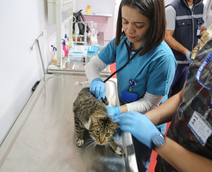 Vetbüs İle Maltepe’de Sokak Hayvanlarına Yerinde Tedavi