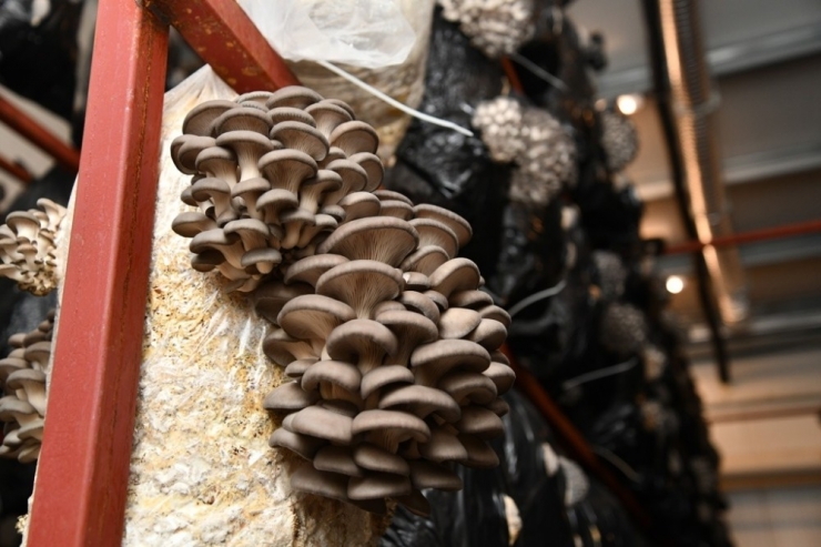 Kkdp Desteklemeleri Meyvesini Vermeye Devam Ediyor