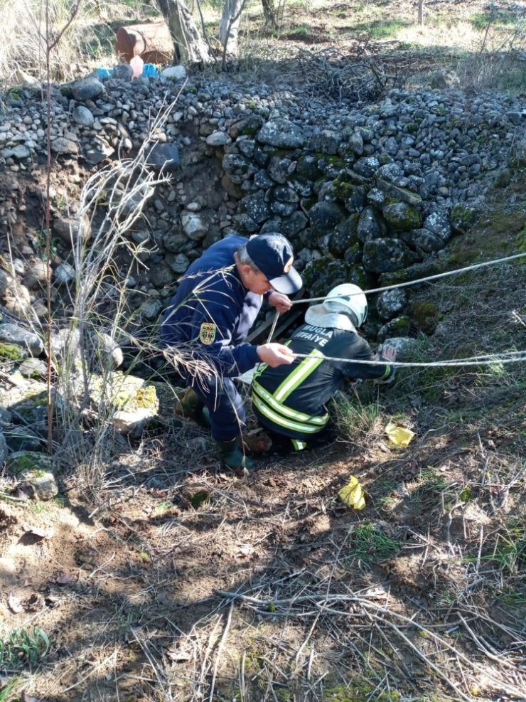 Kör Kuyuya Düşen Kuzu İtfaiyeciler Tarafından Kurtarıldı