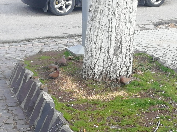 Gölbaşı Esnafı Kuşları Yemliyor