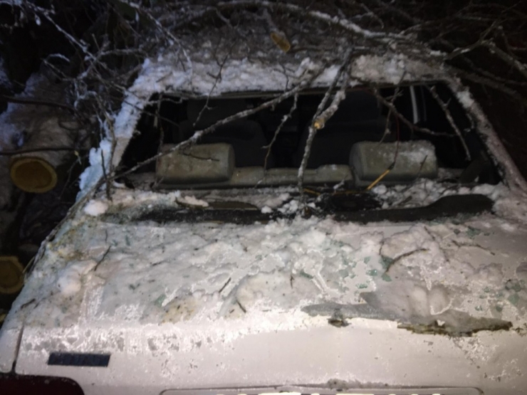 Gercüş’te Yüz Yıllık Ağaç Otomobilin Üzerine Devrildi