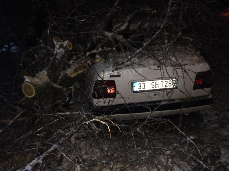 Gercüş’te Yüz Yıllık Ağaç Otomobilin Üzerine Devrildi