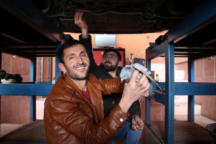 İpliğe Bağlanarak Oltu Çayı’na Düşen Güvercinler Kurtarıldı