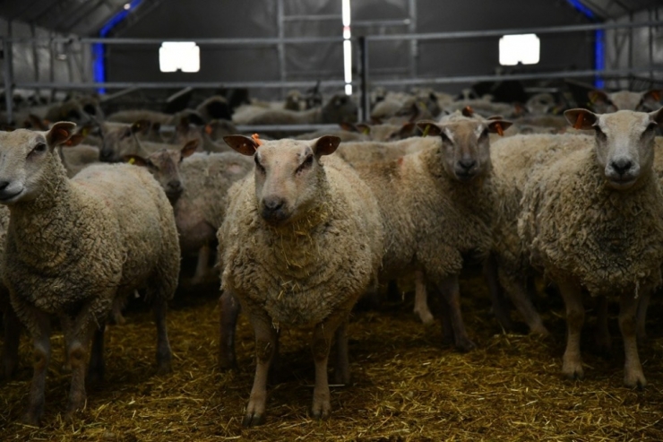 Kayseri’de Küçükbaş Hayvancılıkta Mutlu Eden Gelişmeler