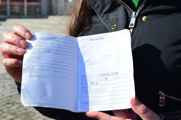 Ödünç Verdiği Köpeği Başkasında Çıktı