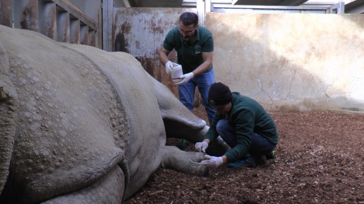 Zırhlı Hint Gergedan’ı Samir’in Ayak Bakımı Keyfi