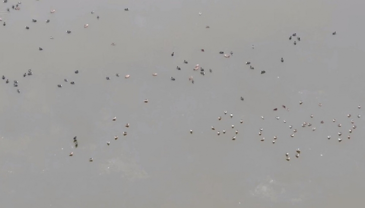 Ereğli Akgöl’de Kuş Sayımı