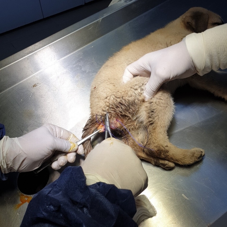 Depremzede Yavru Köpek Sağlığına Kavuşturuldu