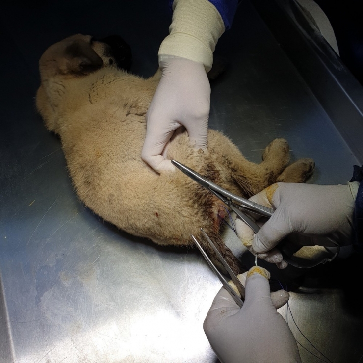 Depremzede Yavru Köpek Sağlığına Kavuşturuldu