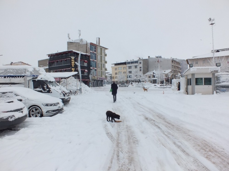 Sokak Hayvanlarına Mama Dağıttı