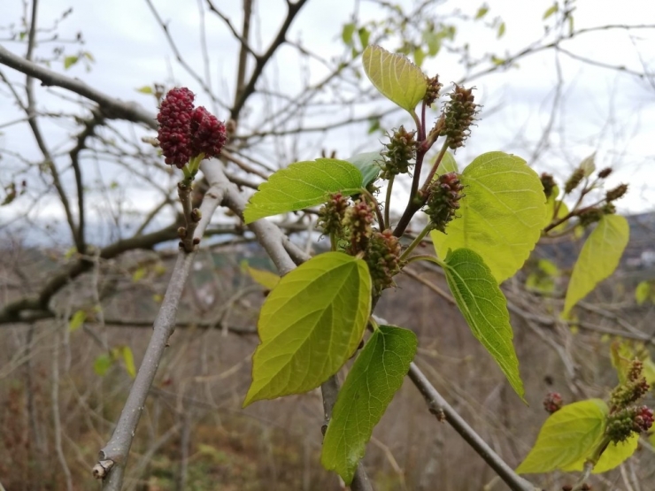 Karadut Kış Ortasında Meyve Verdi