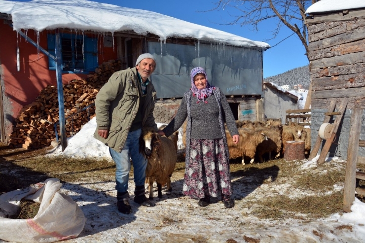 Koyunları Anne-baba Şefkatiyle Bakıyorlar