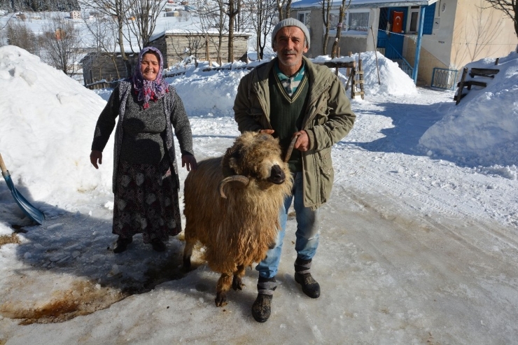 Koyunları Anne-baba Şefkatiyle Bakıyorlar