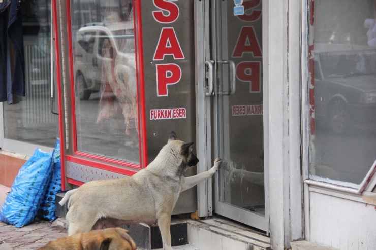 Kasabın Kapısını Patisi İle Tıklayıp Kemik İstiyor