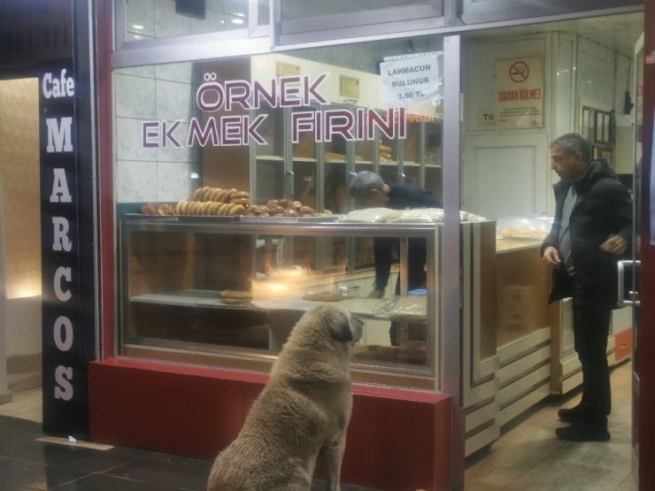 Köpeğin Fırında Ekmek Nöbeti