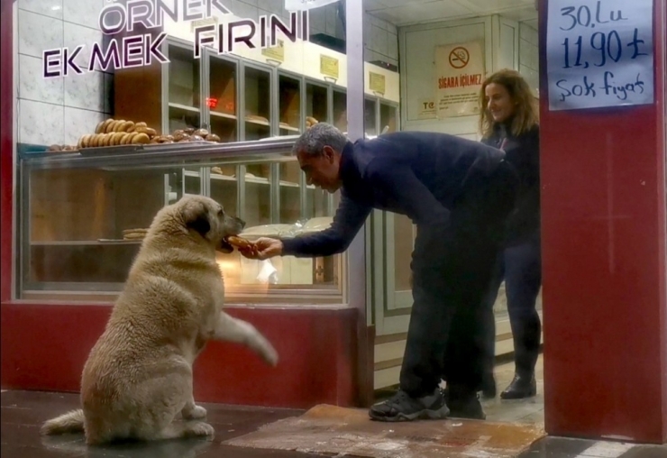 Köpeğin Fırında Ekmek Nöbeti