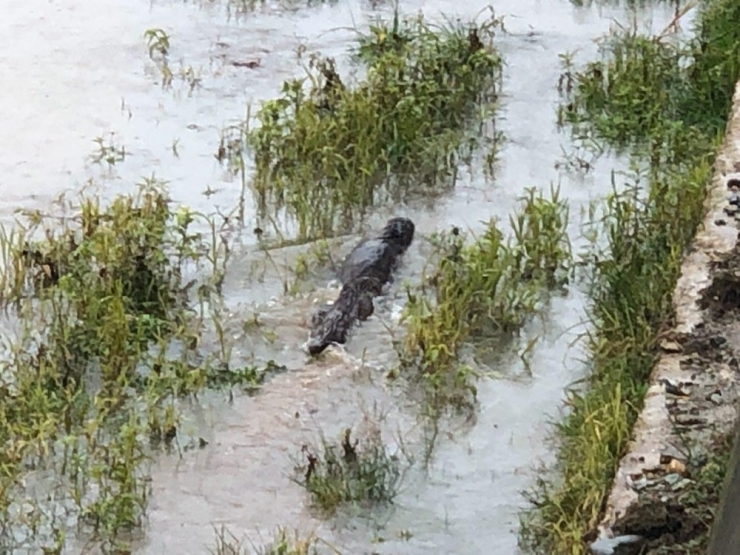 Nesli Tükenme Tehlikesi Altında Bulunan ‘Su Samuru’ Giresun’da Görüntülendi