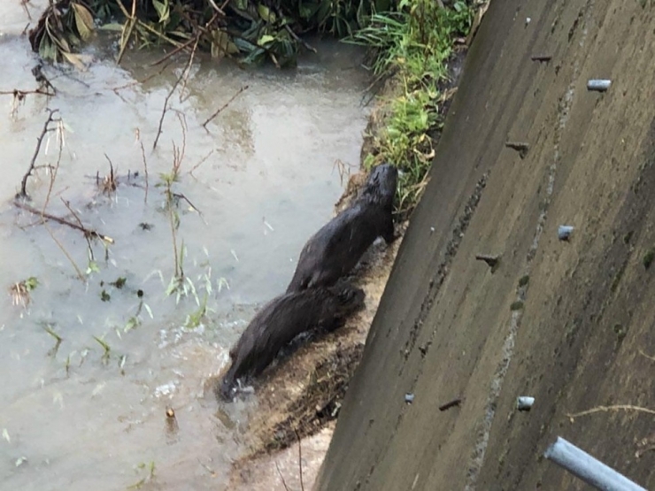 Nesli Tükenme Tehlikesi Altında Bulunan ‘Su Samuru’ Giresun’da Görüntülendi