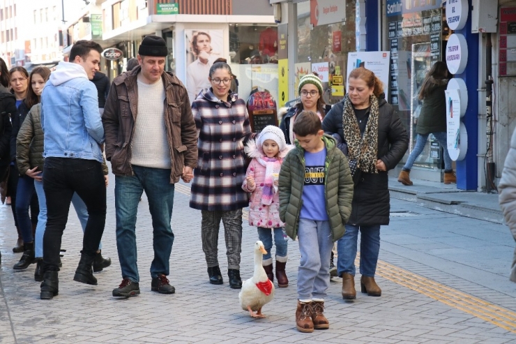 Bolu’da Çocukla Ördeği İlgi Odağı Oldu