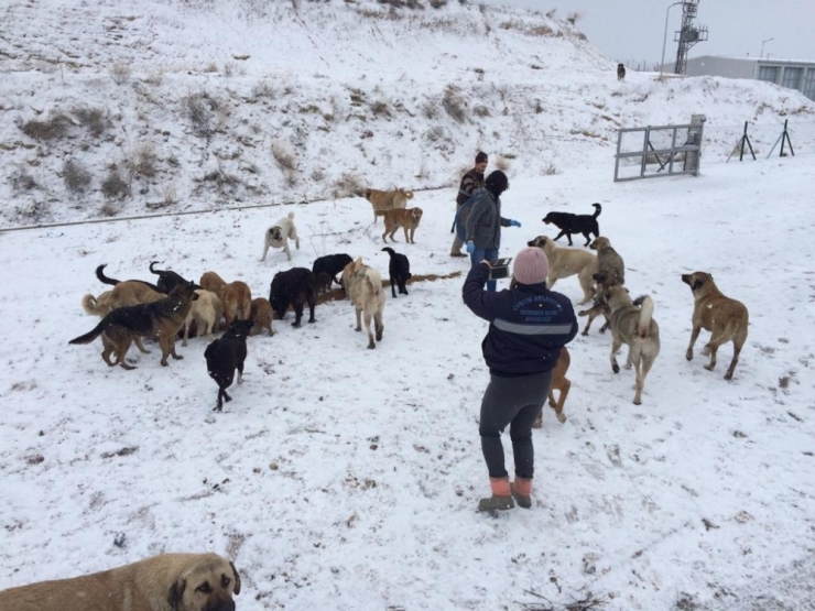 Çorum Belediye’si Sokak Hayvanlarına Yem Ve Yiyecek Bıraktı